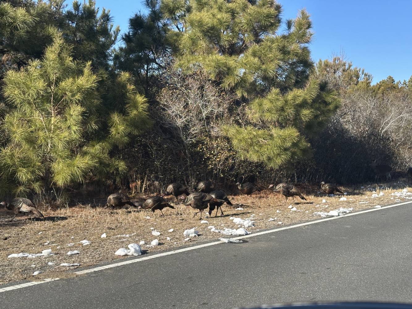 glossy healthy wild turkeys on assateague