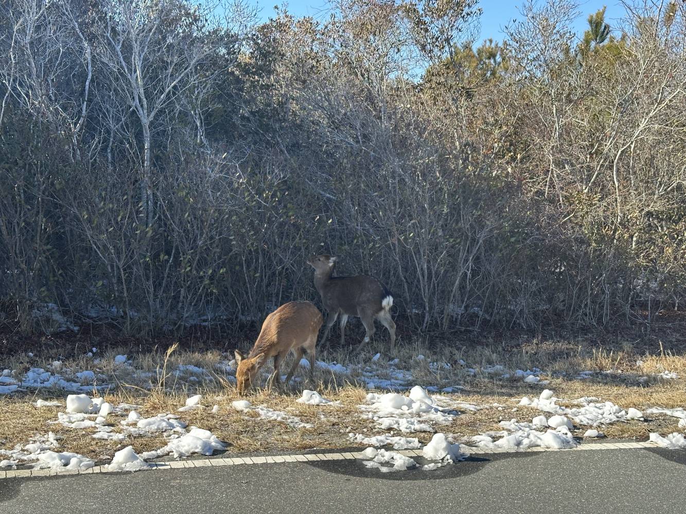 sika elk on assateague