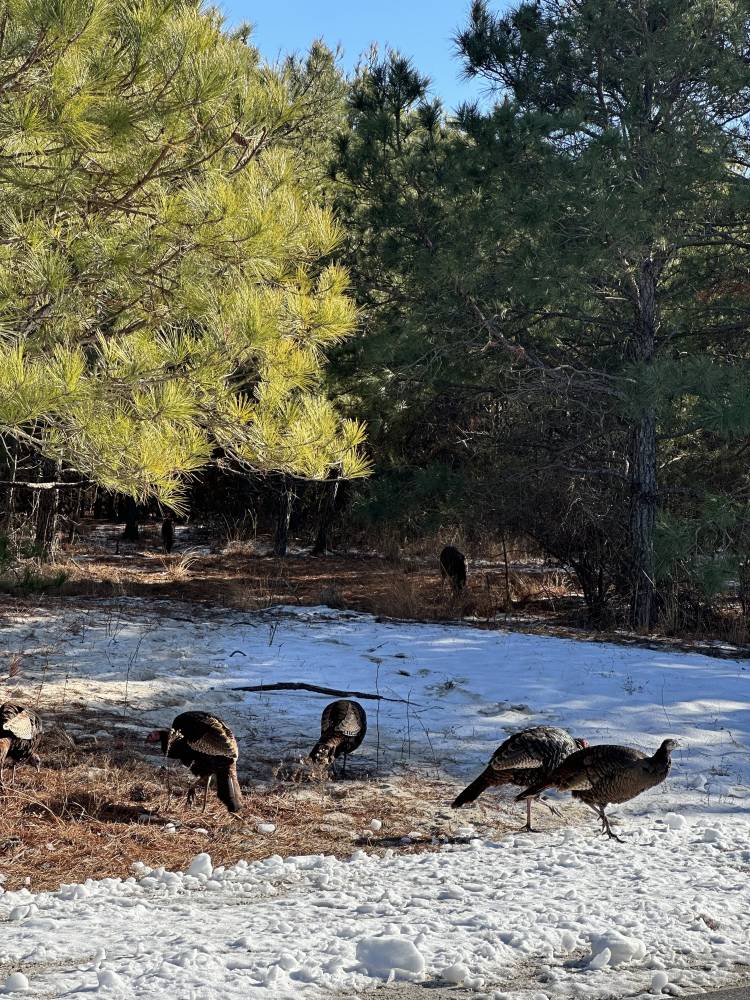wild turkeys with sika elk and snow on Assateague