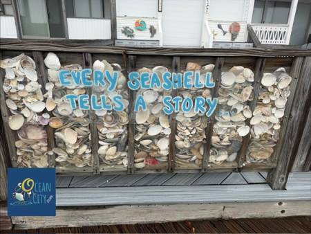 Every sea shell tells a story