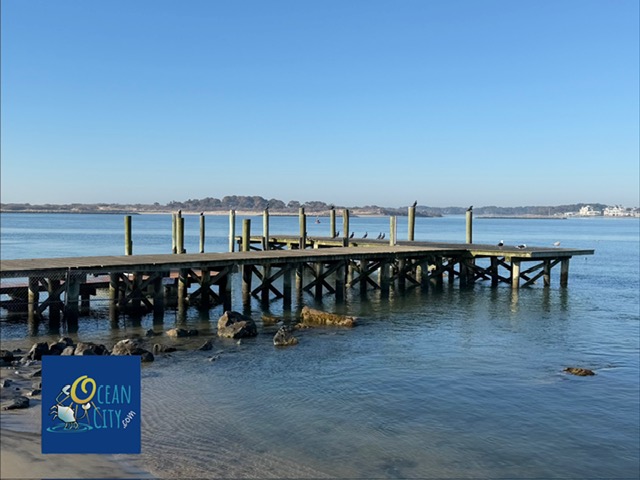 birds on cold bayside pier on sunny day