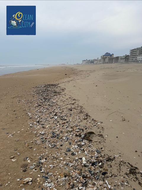 shells on the beach after storm