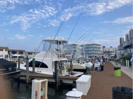 white marlin open 450x335