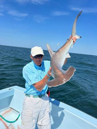 Photo: Scalloped Hammerhead SharkAll are shared with permission by Captain Mark Sampson