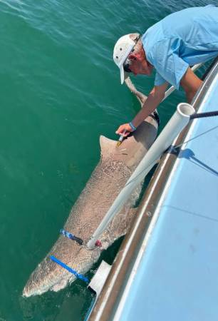 Photo: Sand Tiger Shark. Shared with permission by Mark Sampson