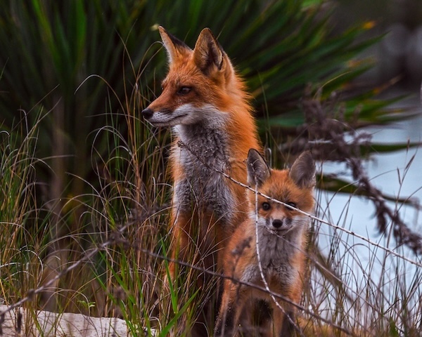foxes at sunset park